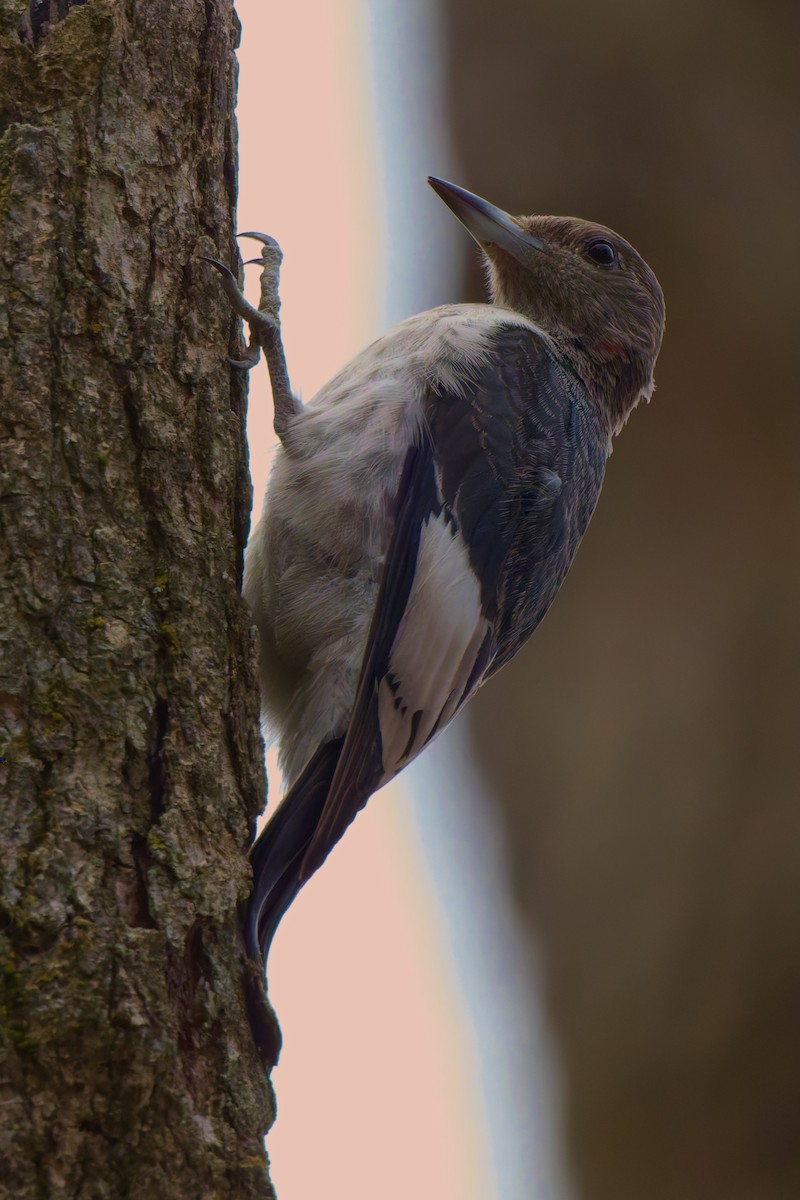 Red-headed Woodpecker - ML644830460