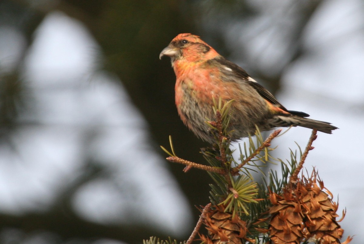 křivka bělokřídlá - ML644830462