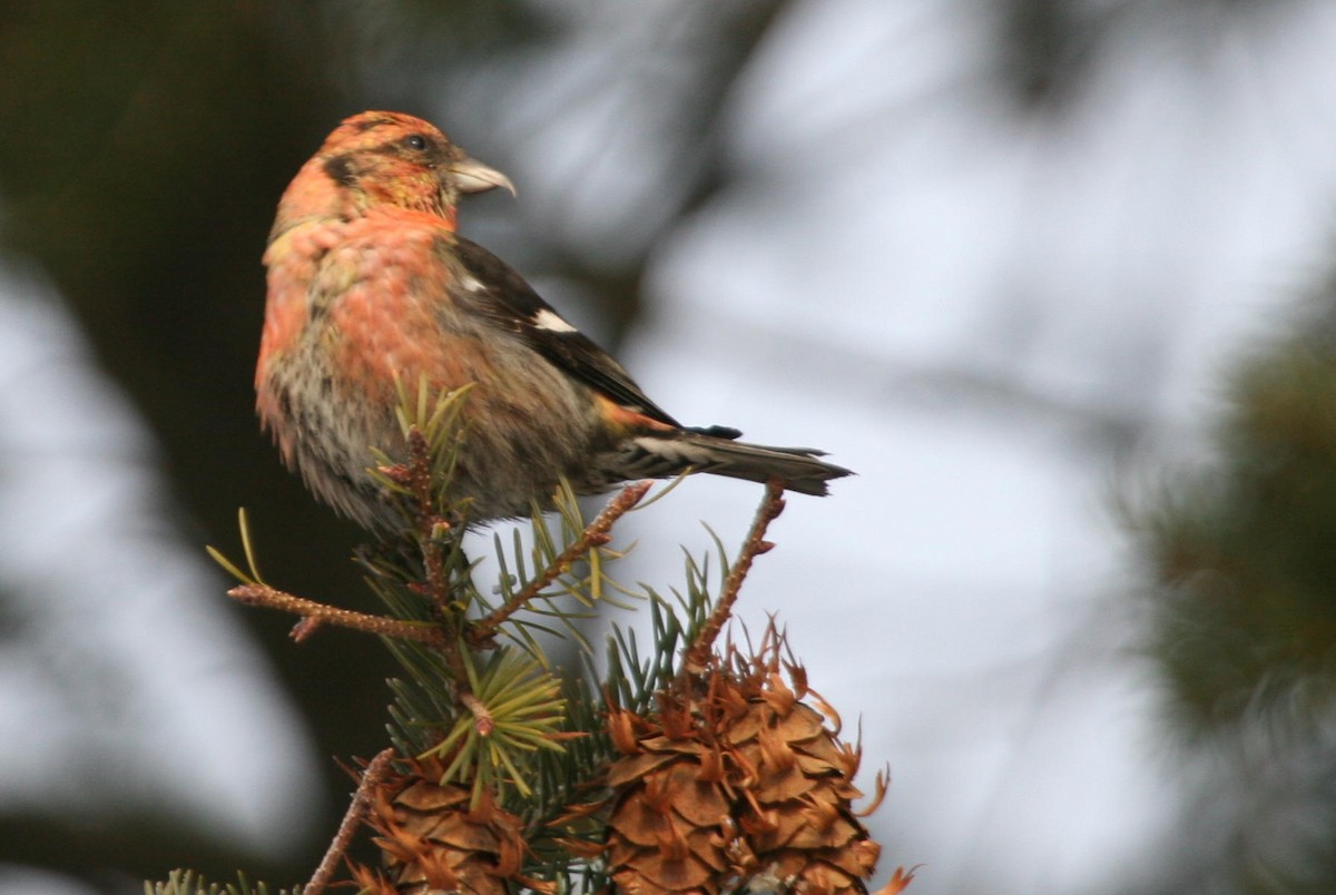 křivka bělokřídlá - ML644830463