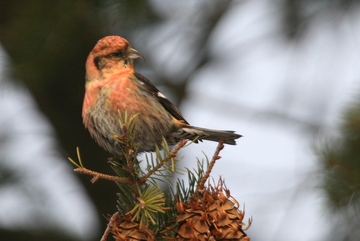 křivka bělokřídlá - ML644830464