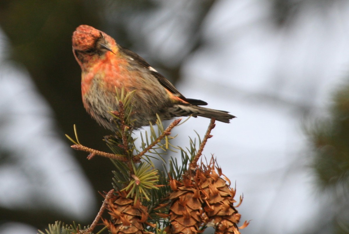křivka bělokřídlá - ML644830465