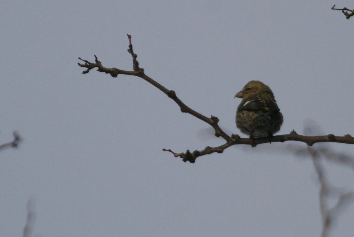 křivka bělokřídlá - ML644830466