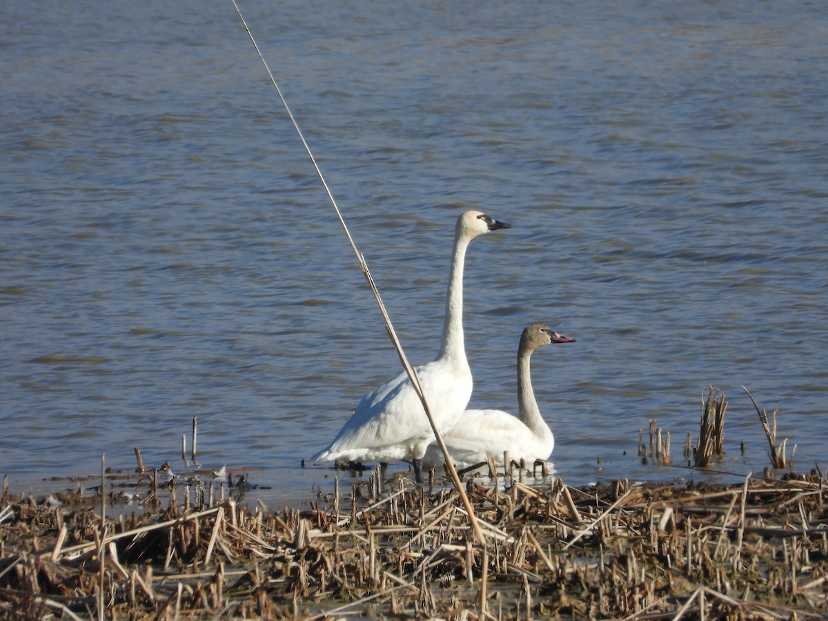 dvergsvane - ML644830474