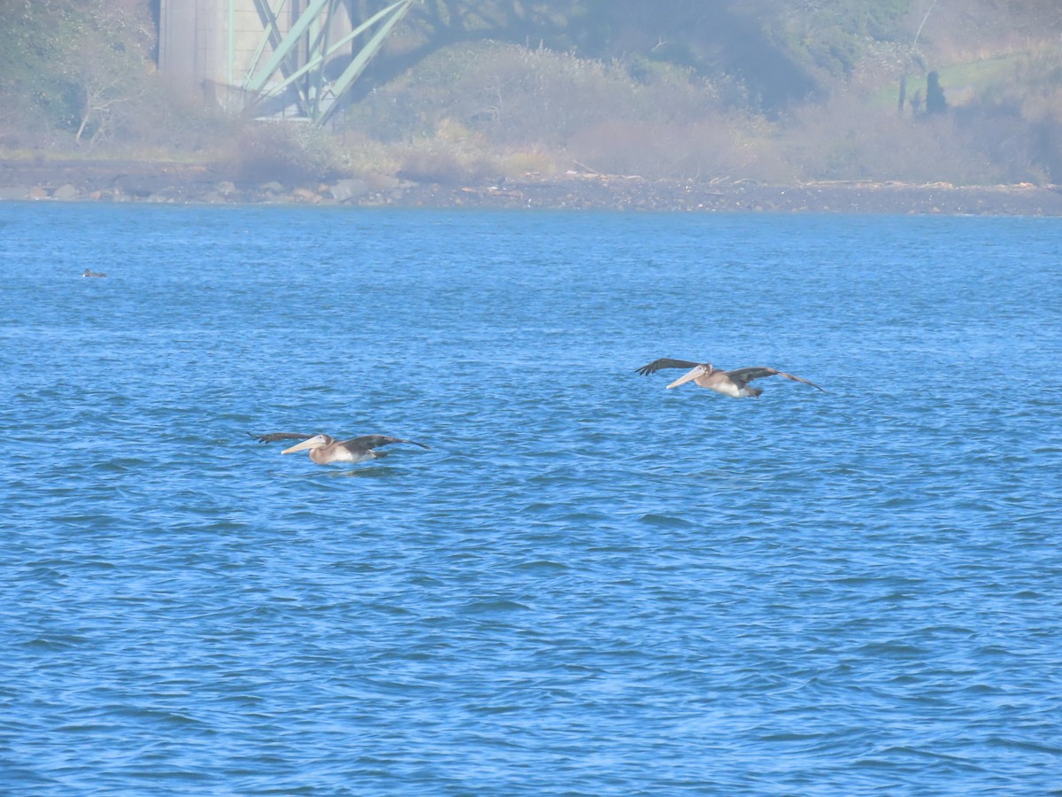 Pelícano Pardo - ML644830478