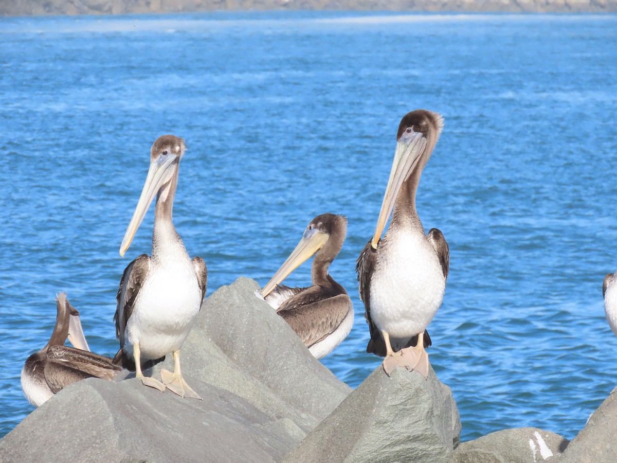 Pelícano Pardo - ML644830479