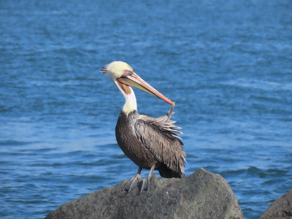 Pelícano Pardo - ML644830480