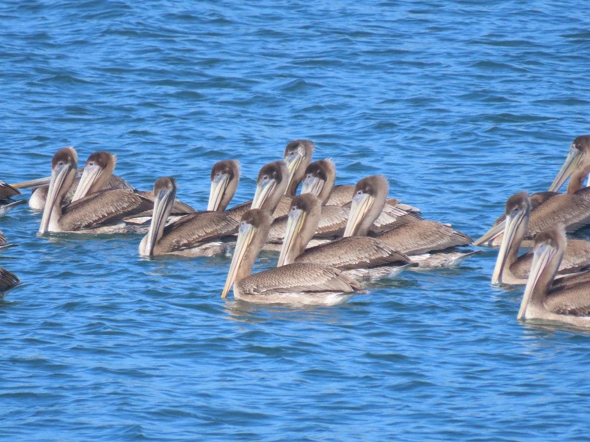 Pelícano Pardo - ML644830481