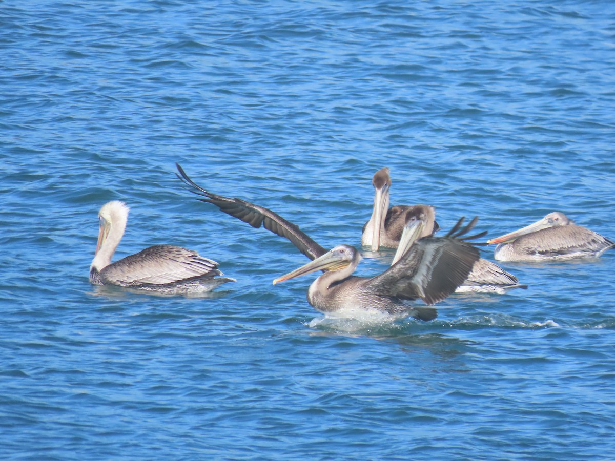 Pelícano Pardo - ML644830482