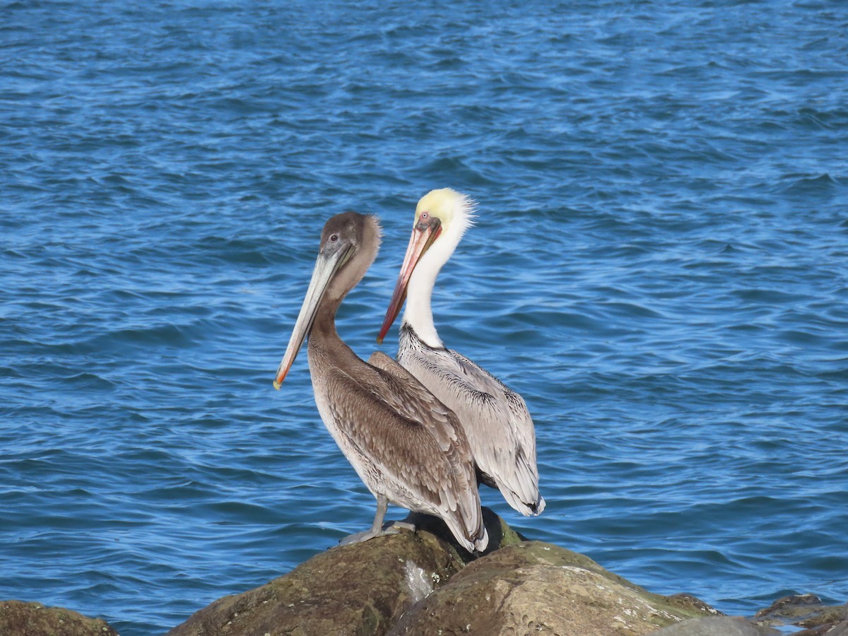 Pelícano Pardo - ML644830484