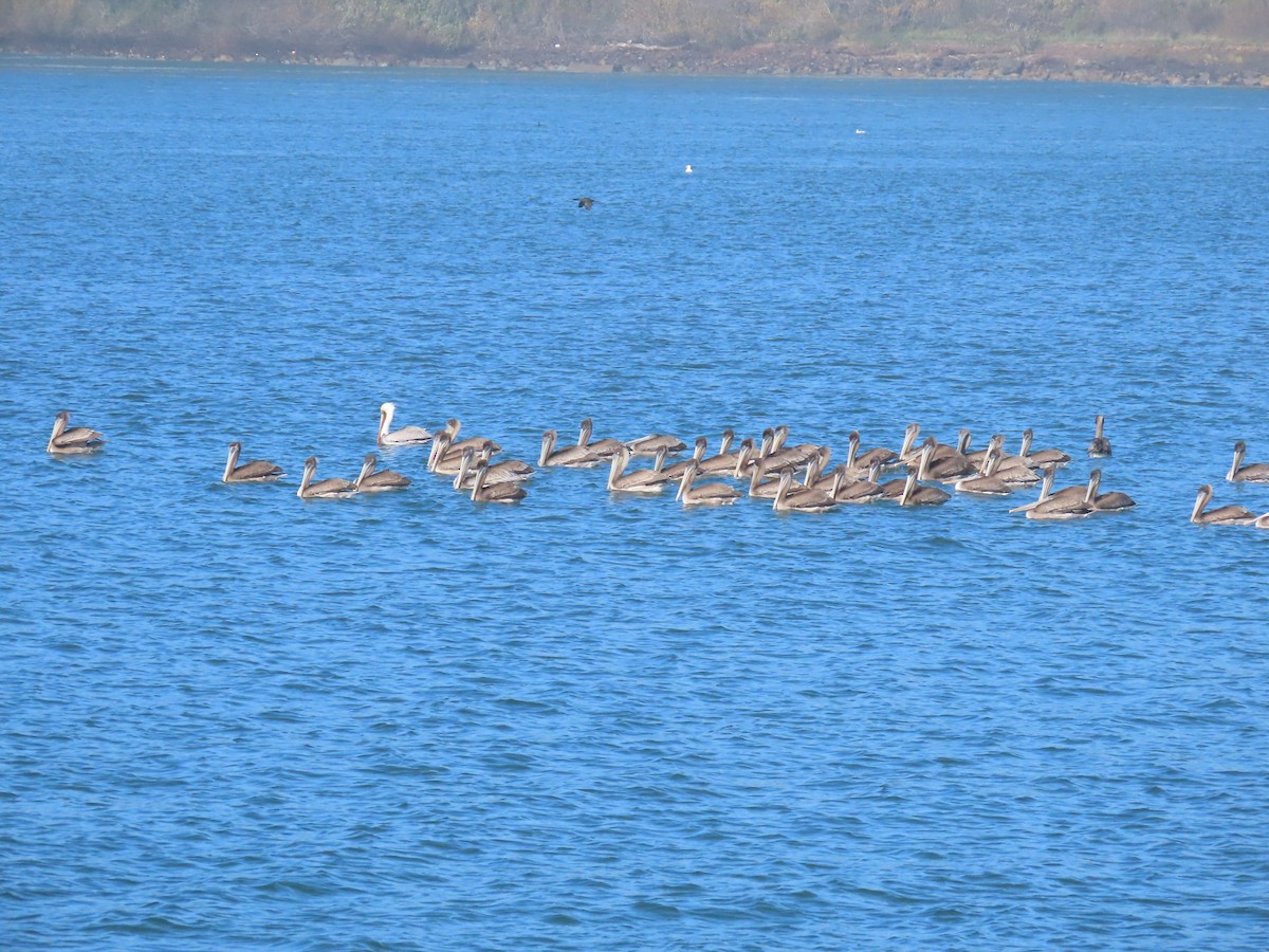 Pelícano Pardo - ML644830485
