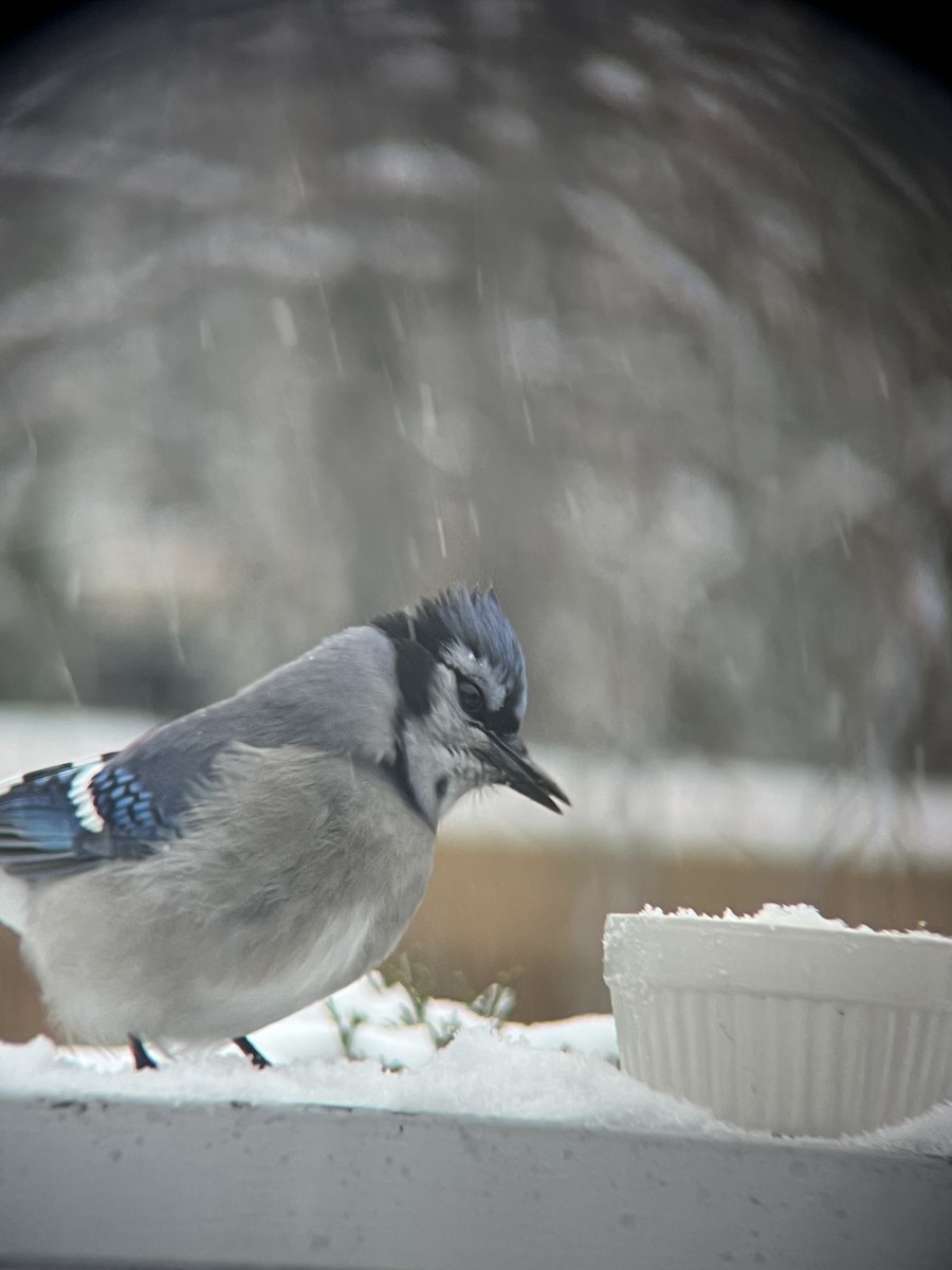 Blue Jay - ML644830487