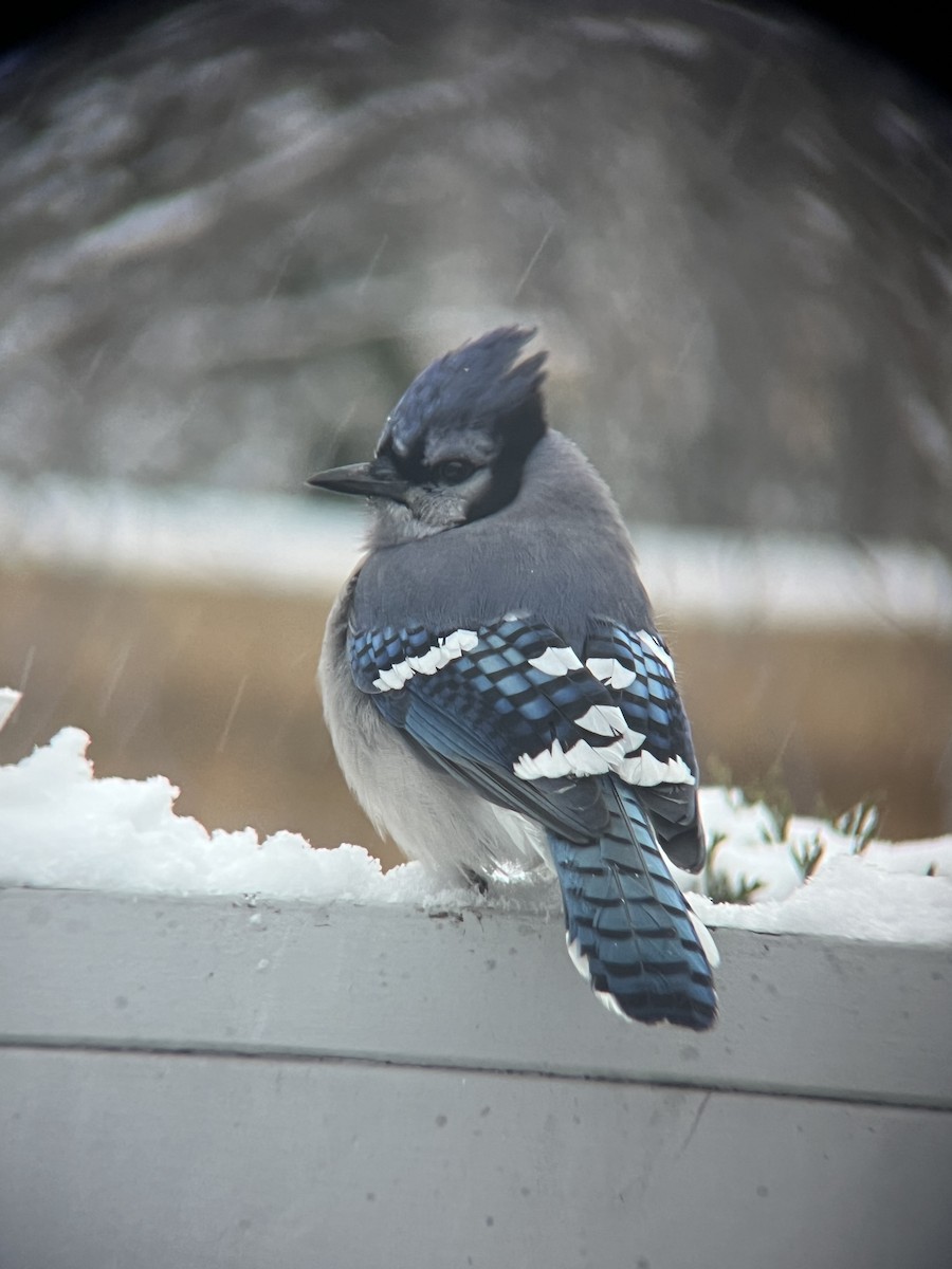 Blue Jay - ML644830488