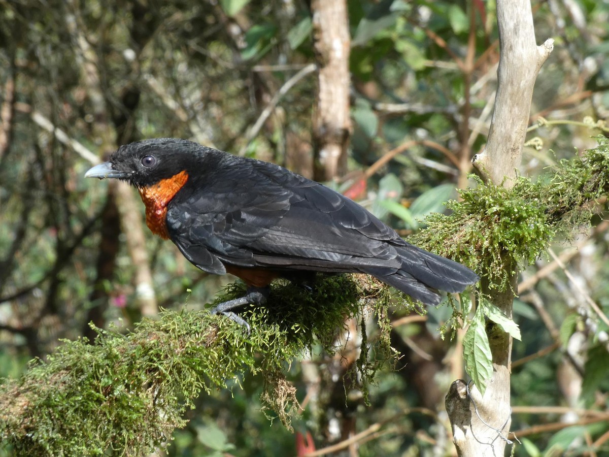 Yacutoro - ML644830495