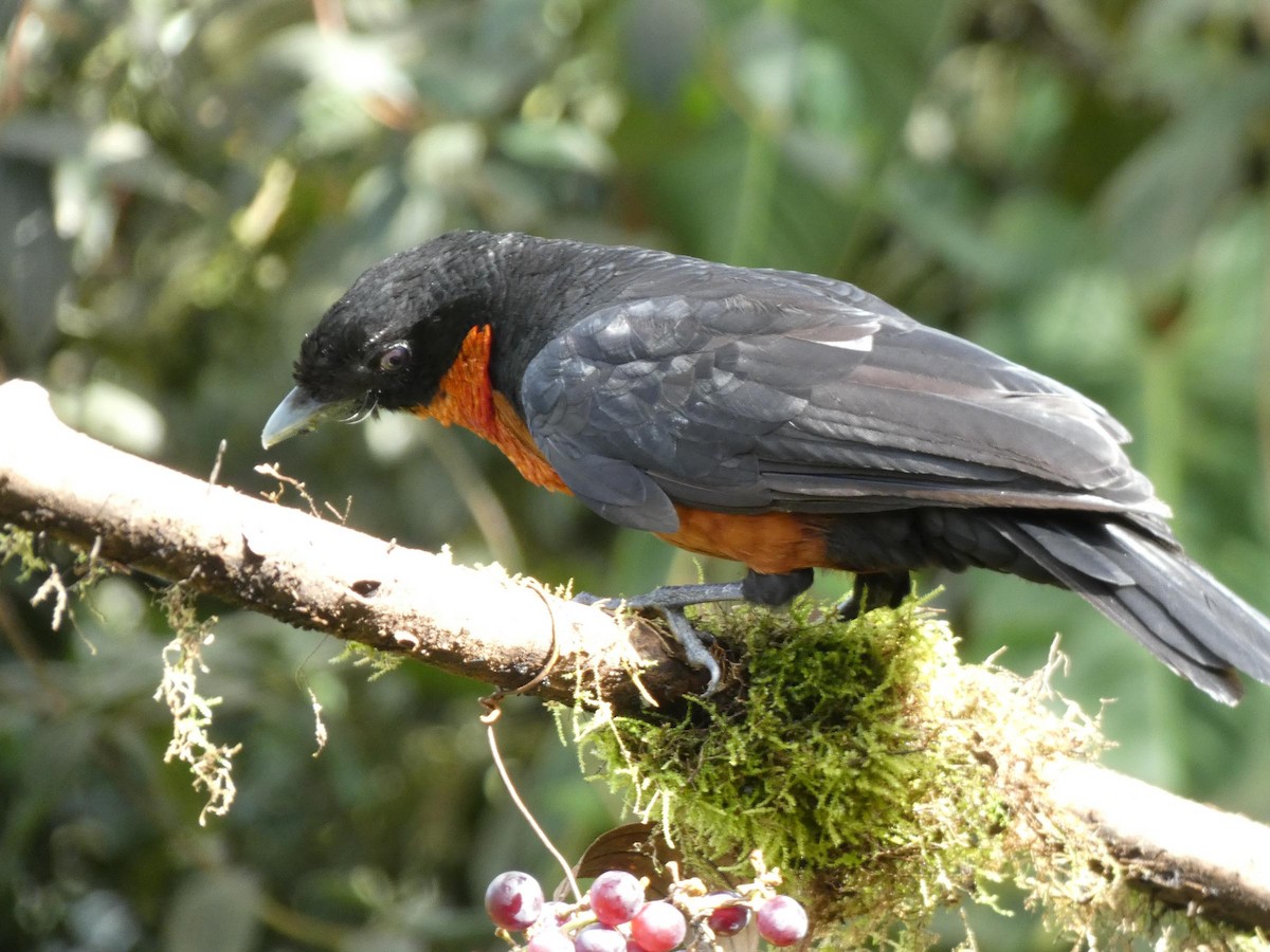 Yacutoro - ML644830496