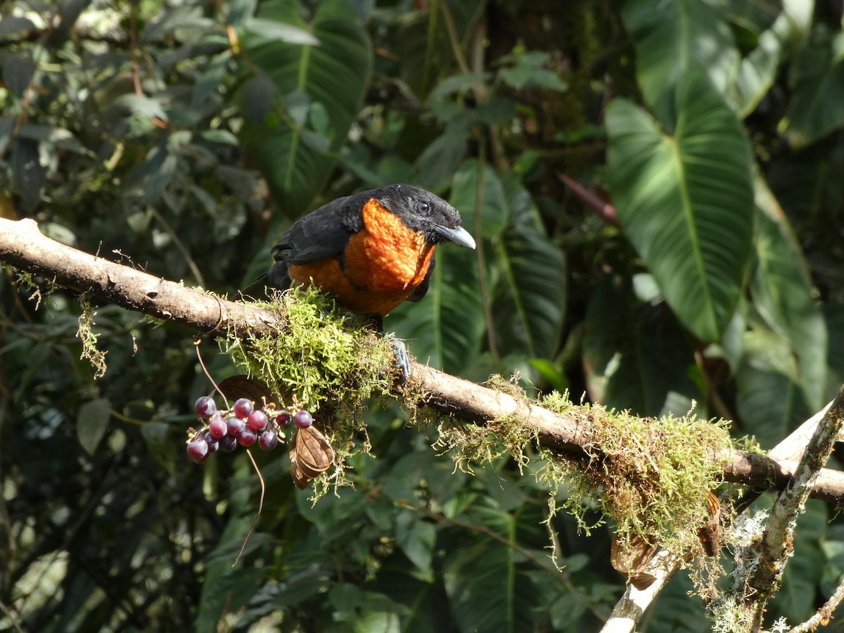 Yacutoro - ML644830497