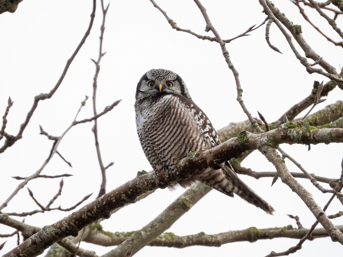 Lechuza Gavilana - ML644830498