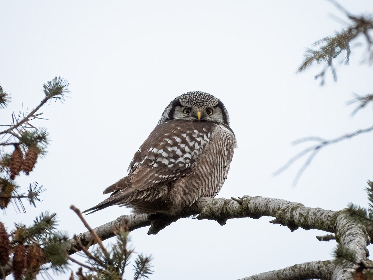 Lechuza Gavilana - ML644830499