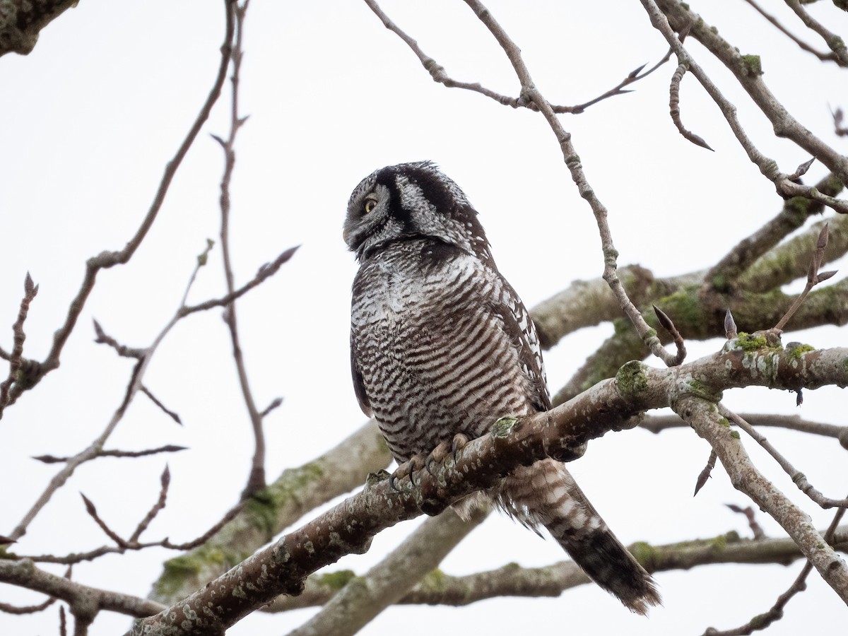 Lechuza Gavilana - ML644830500