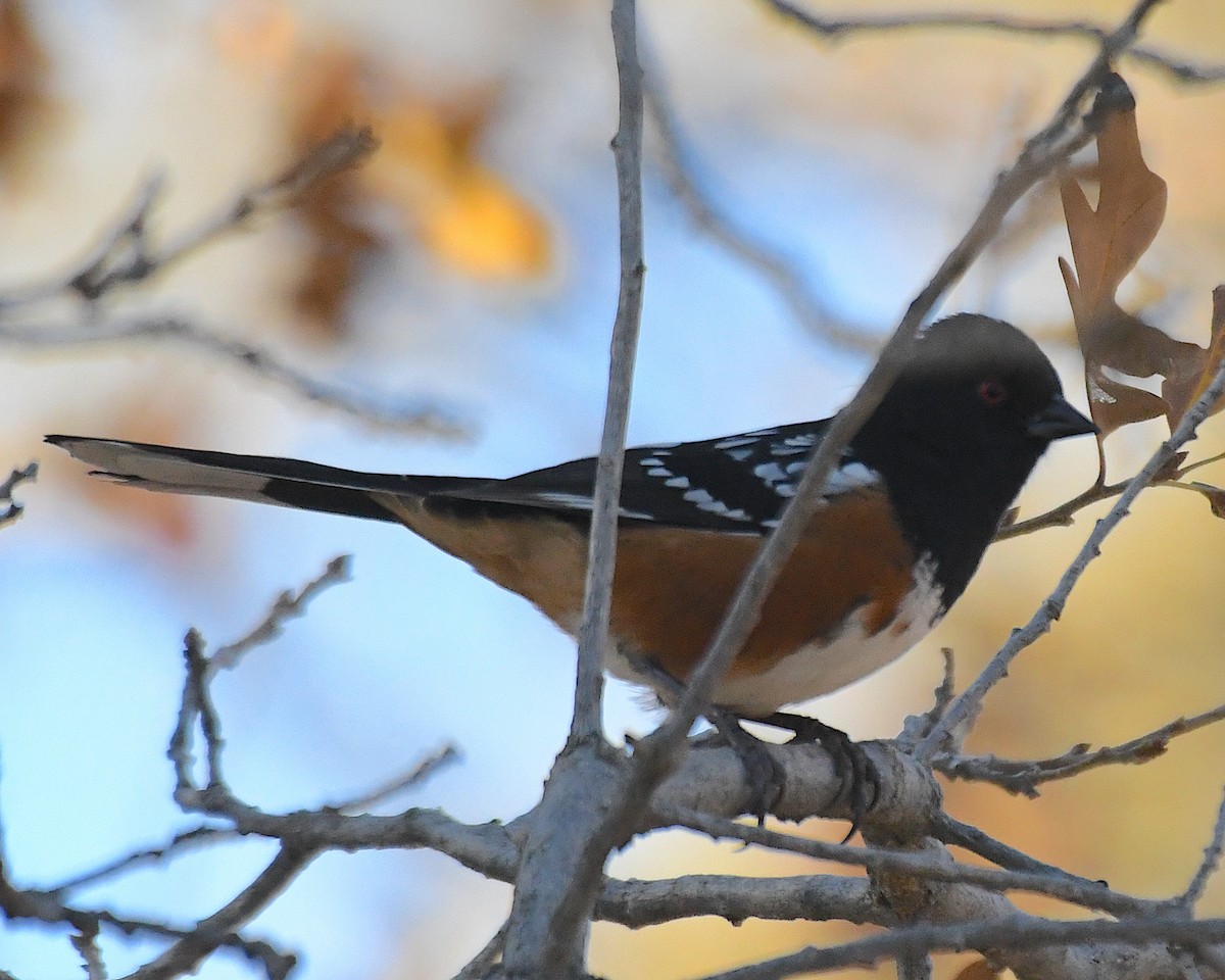 Toquí Moteado - ML644830501