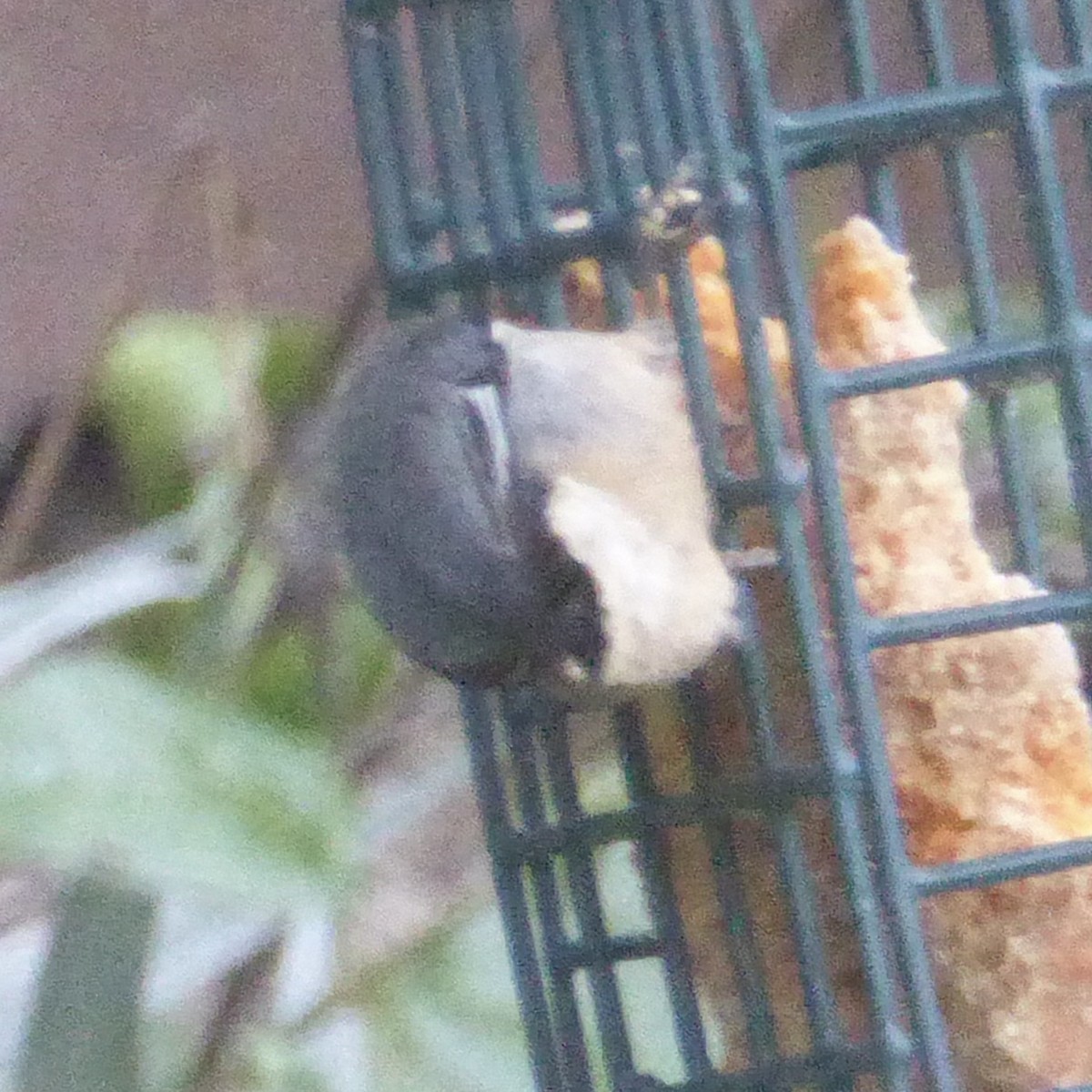 Trepador Enano - ML644830503