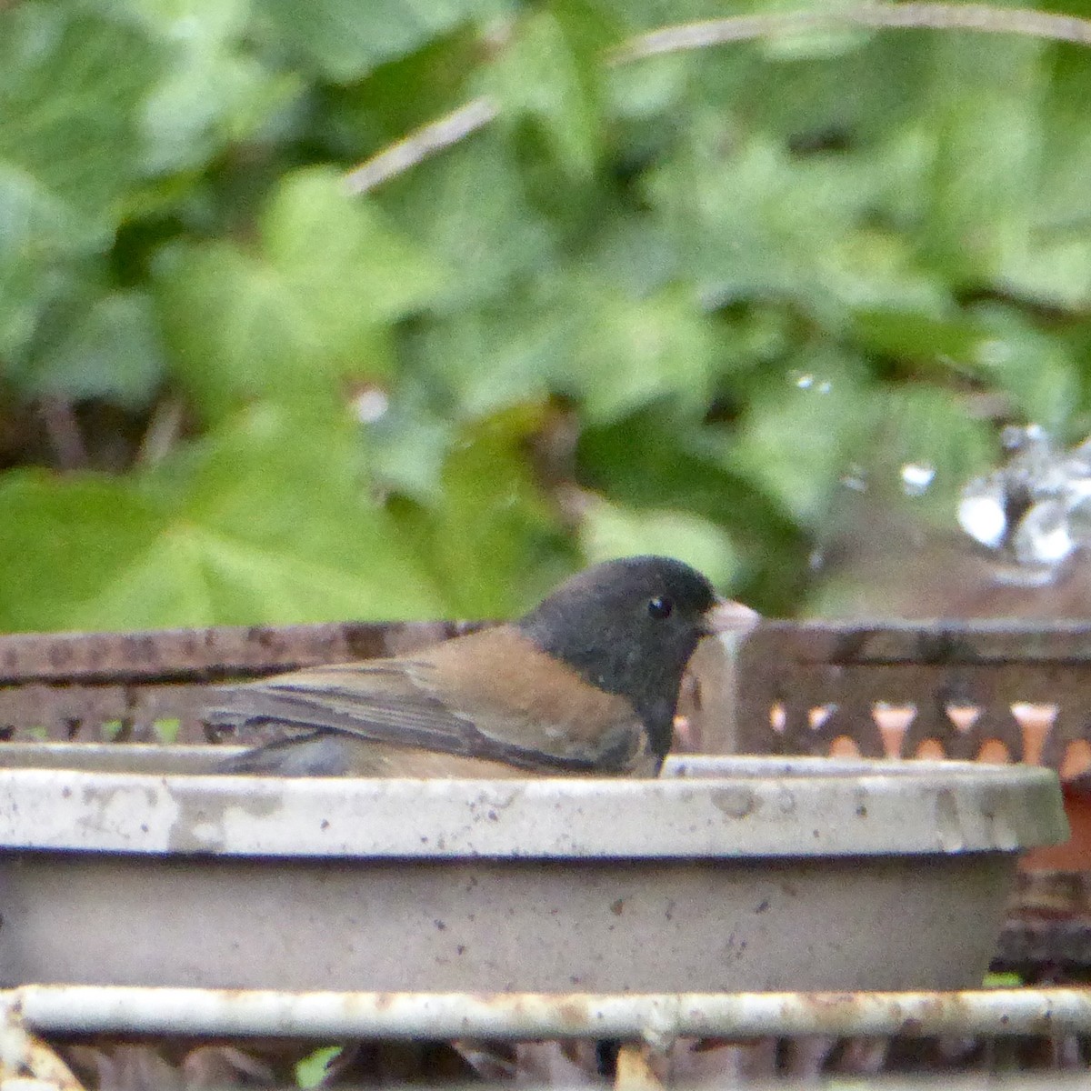 Junco Ojioscuro - ML644830508