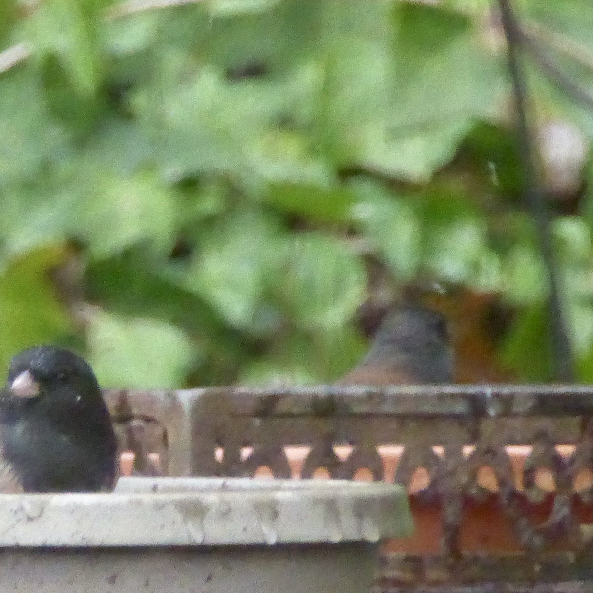 Junco Ojioscuro - ML644830509