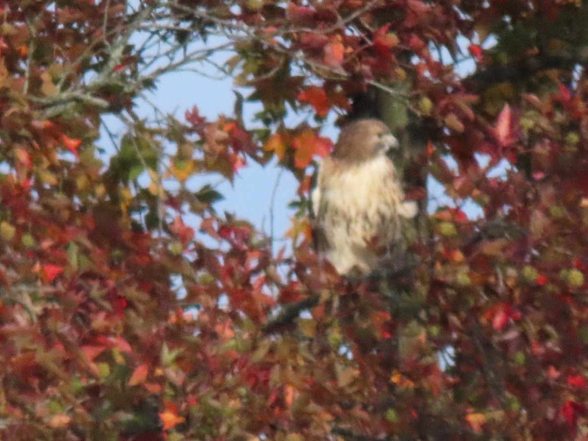 Busardo Colirrojo - ML644830510