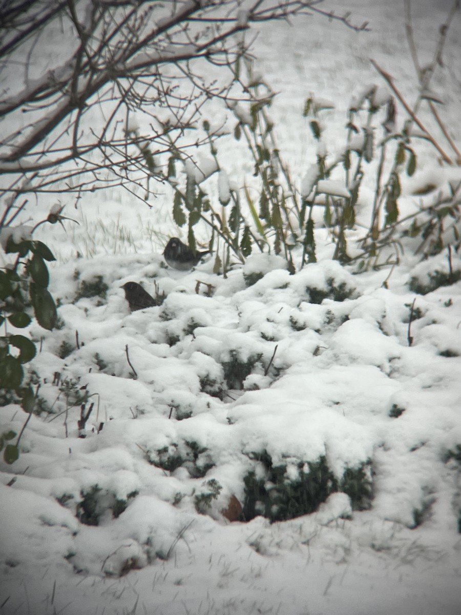Junco Ojioscuro (Pizarroso) - ML644830511