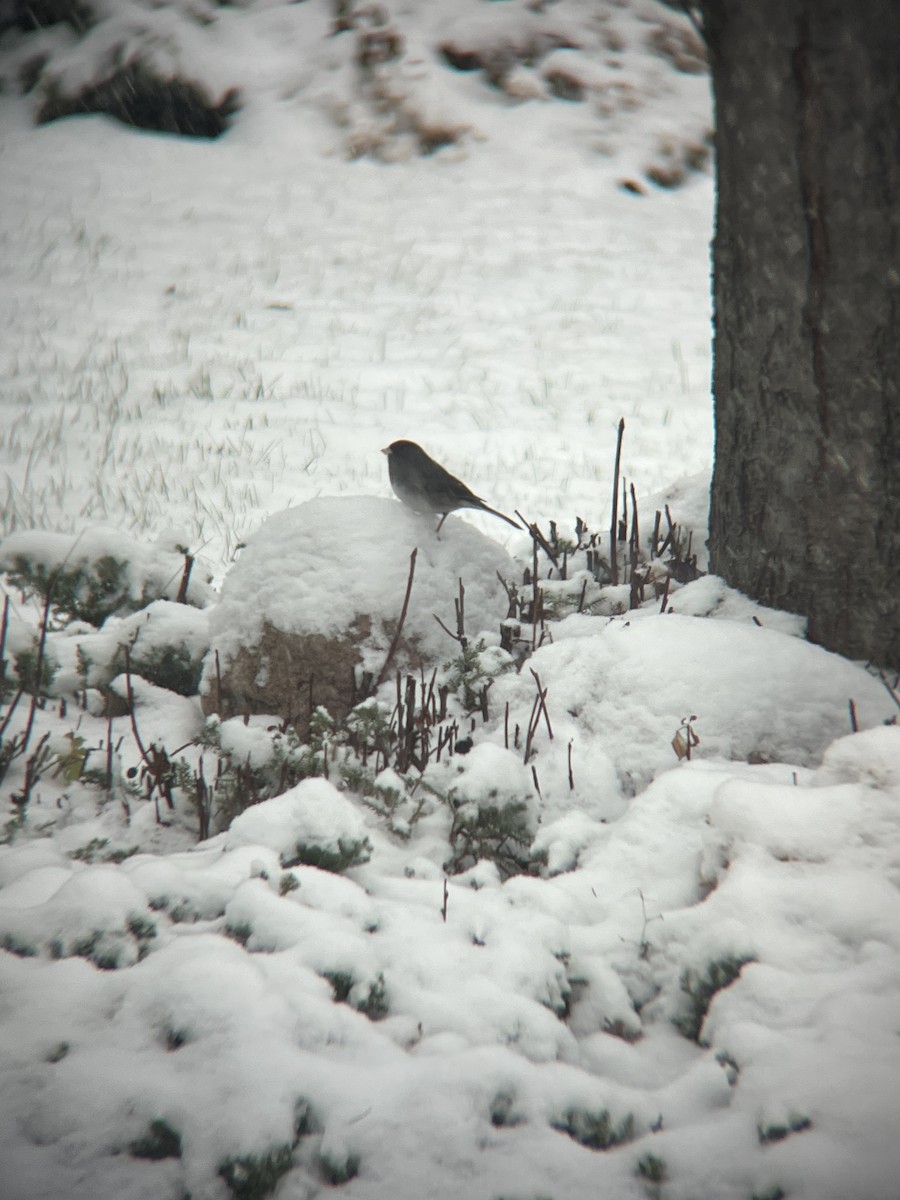 Junco Ojioscuro (Pizarroso) - ML644830512