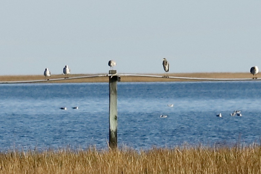 Garceta Tricolor - ML644830513