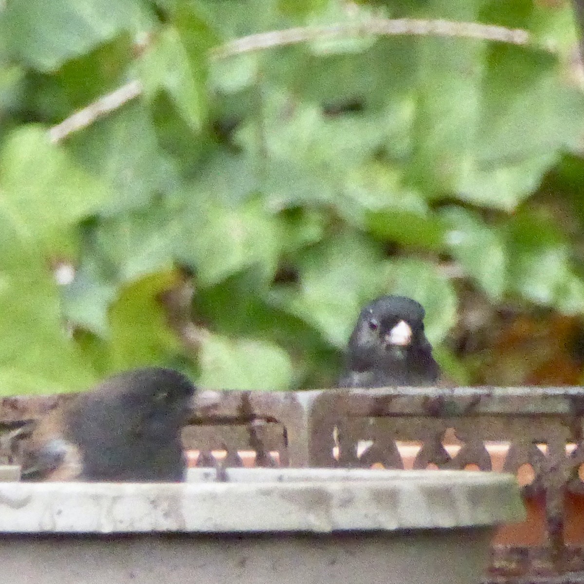 Junco Ojioscuro - ML644830514