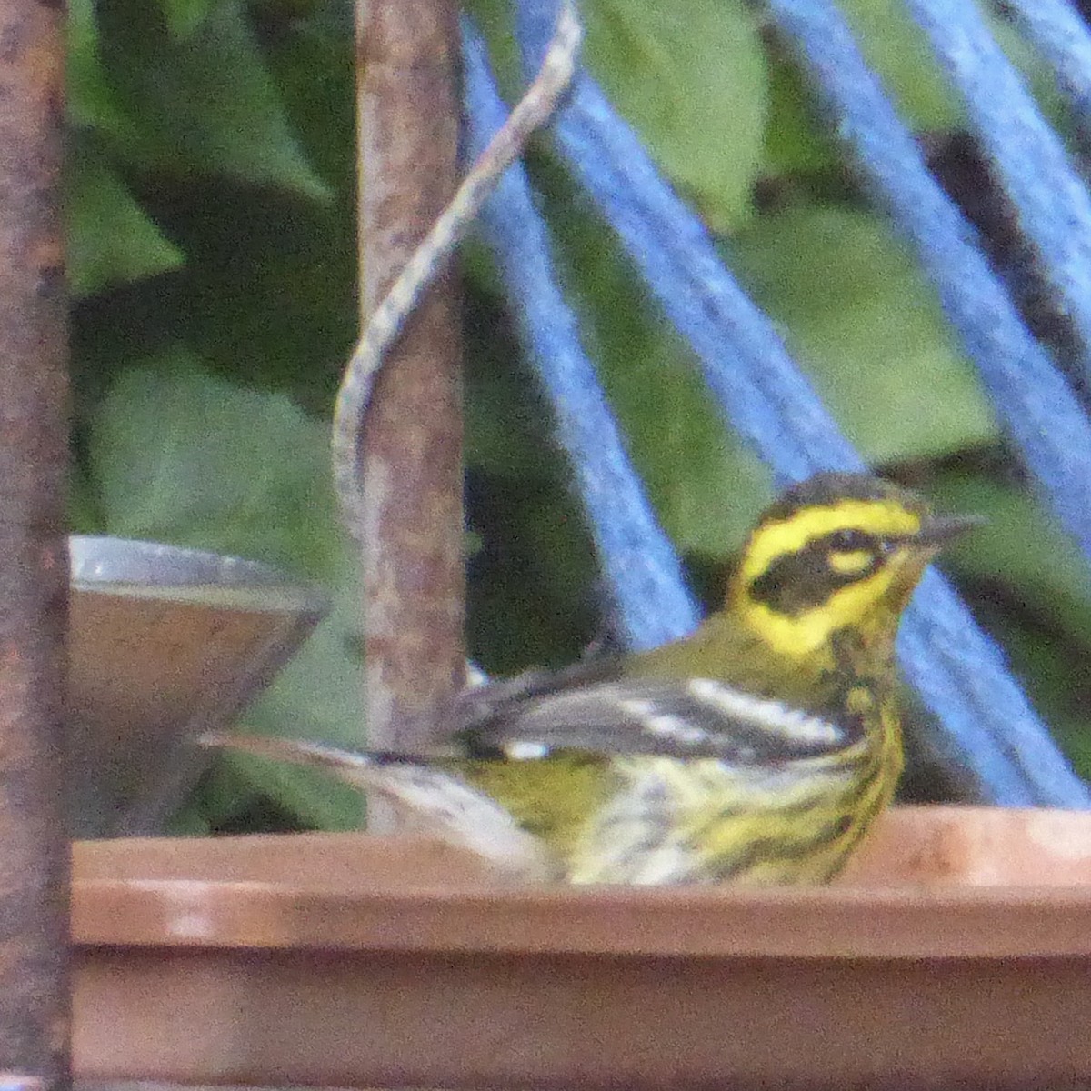 Reinita de Townsend - ML644830518