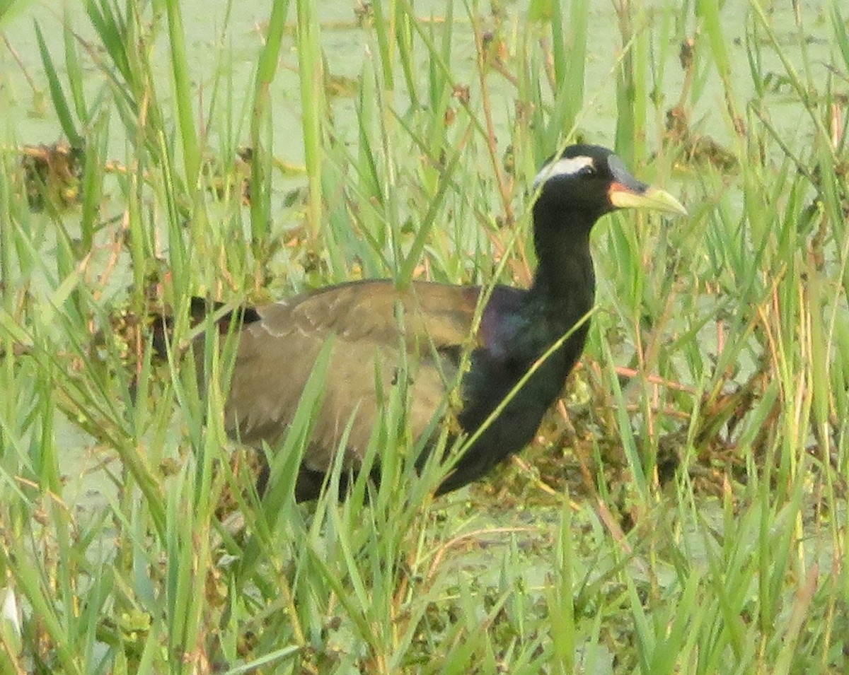 Jacana Bronceada - ML644830519