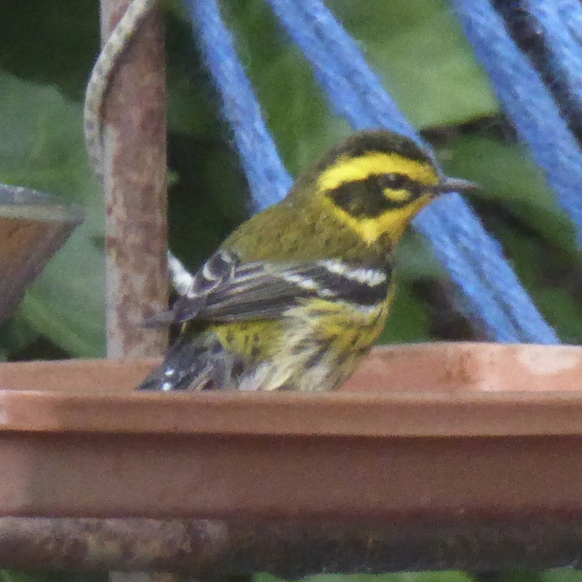 Reinita de Townsend - ML644830520