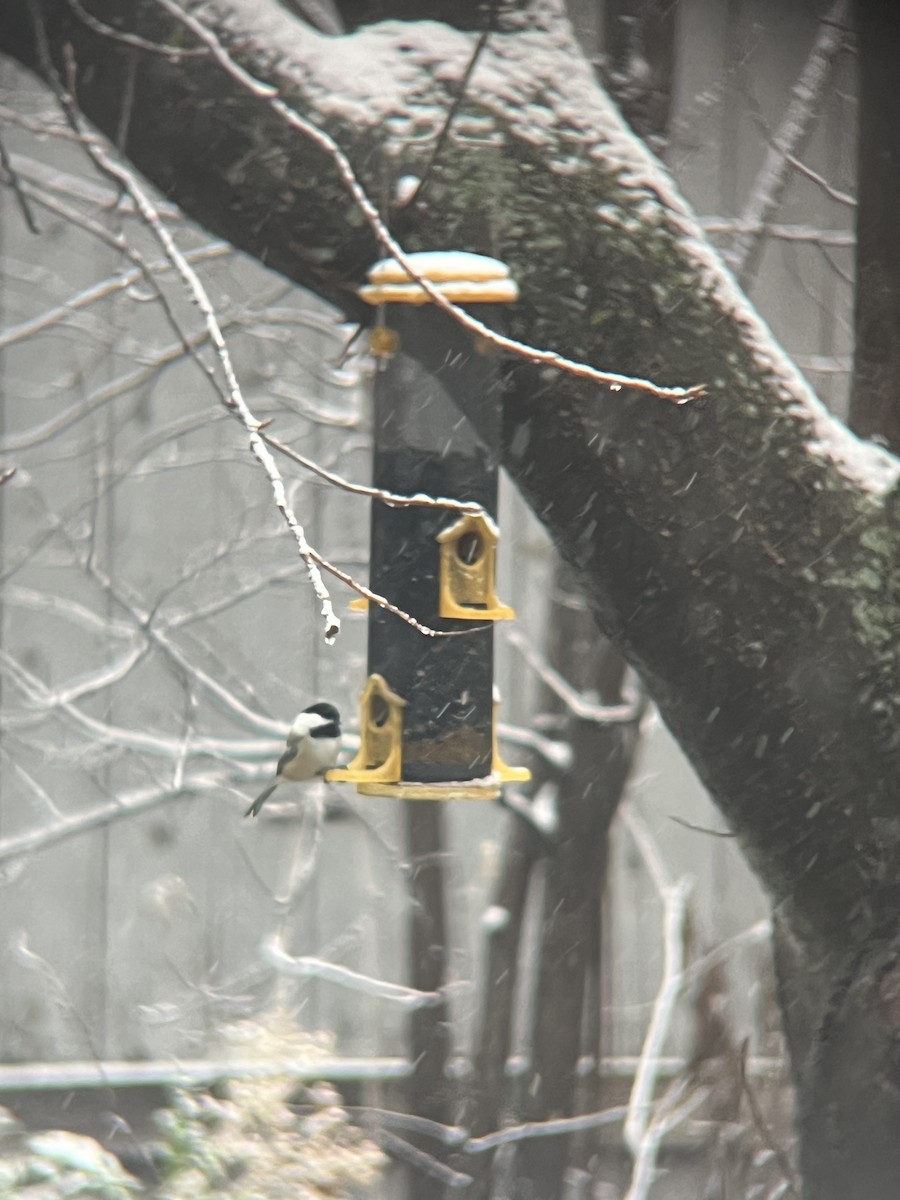 Carbonero Cabecinegro - ML644830521