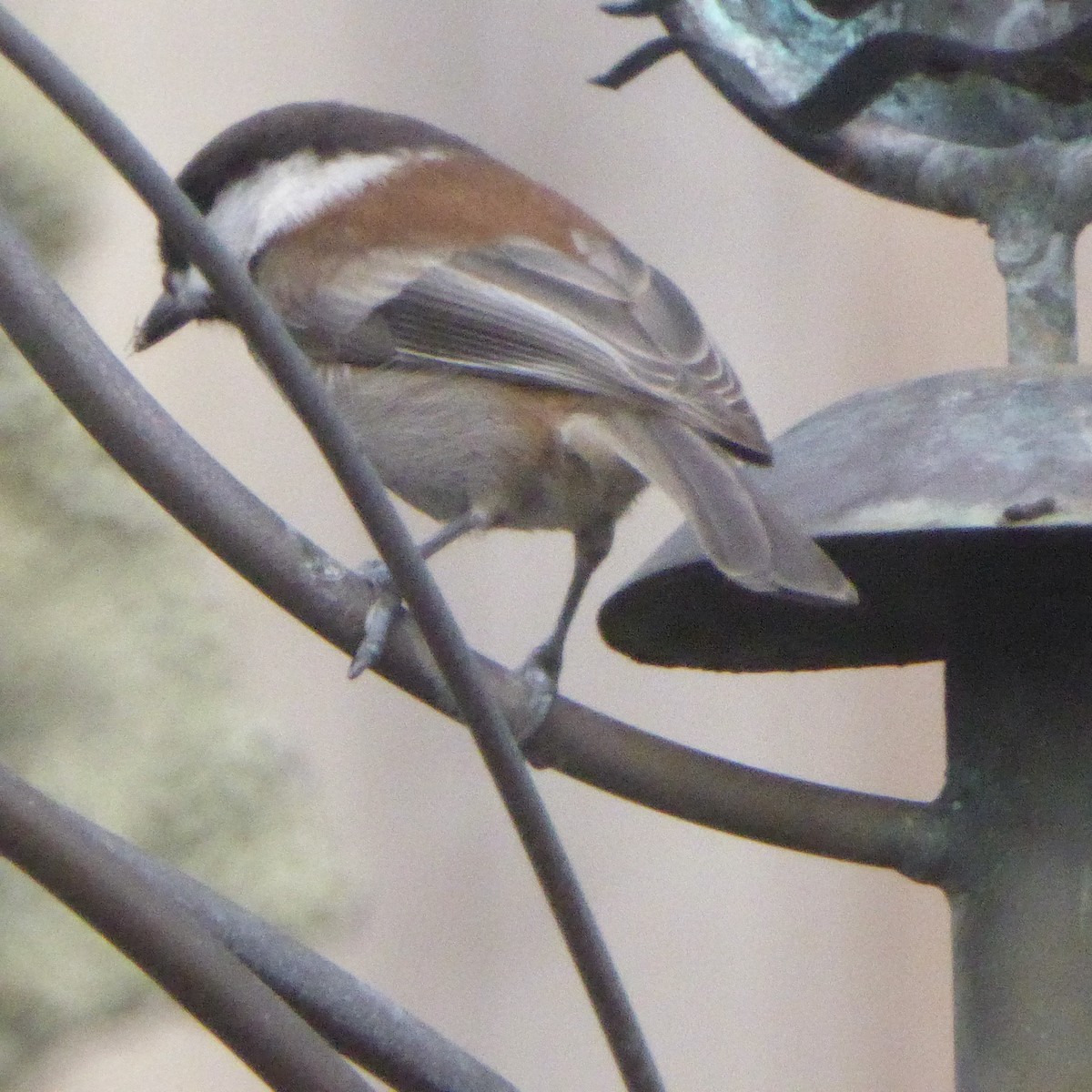 Carbonero Dorsicastaño - ML644830522