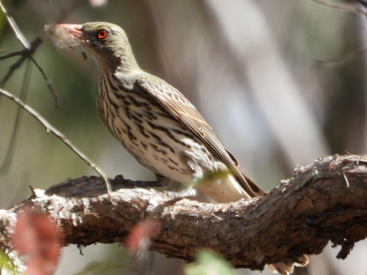 Olive-backed Oriole - ML644830523