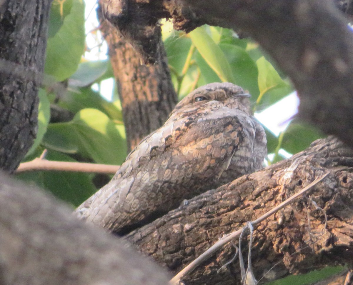 Hint Çobanaldatanı - ML644830524