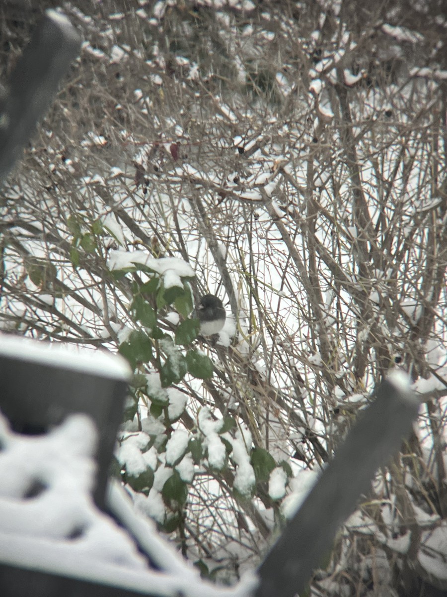 Dark-eyed Junco (Slate-colored) - ML644830527