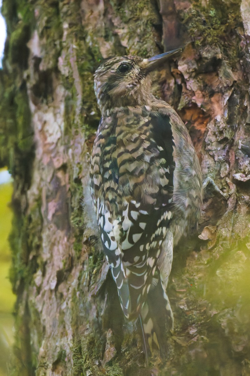 Yellow-bellied Sapsucker - ML644830528