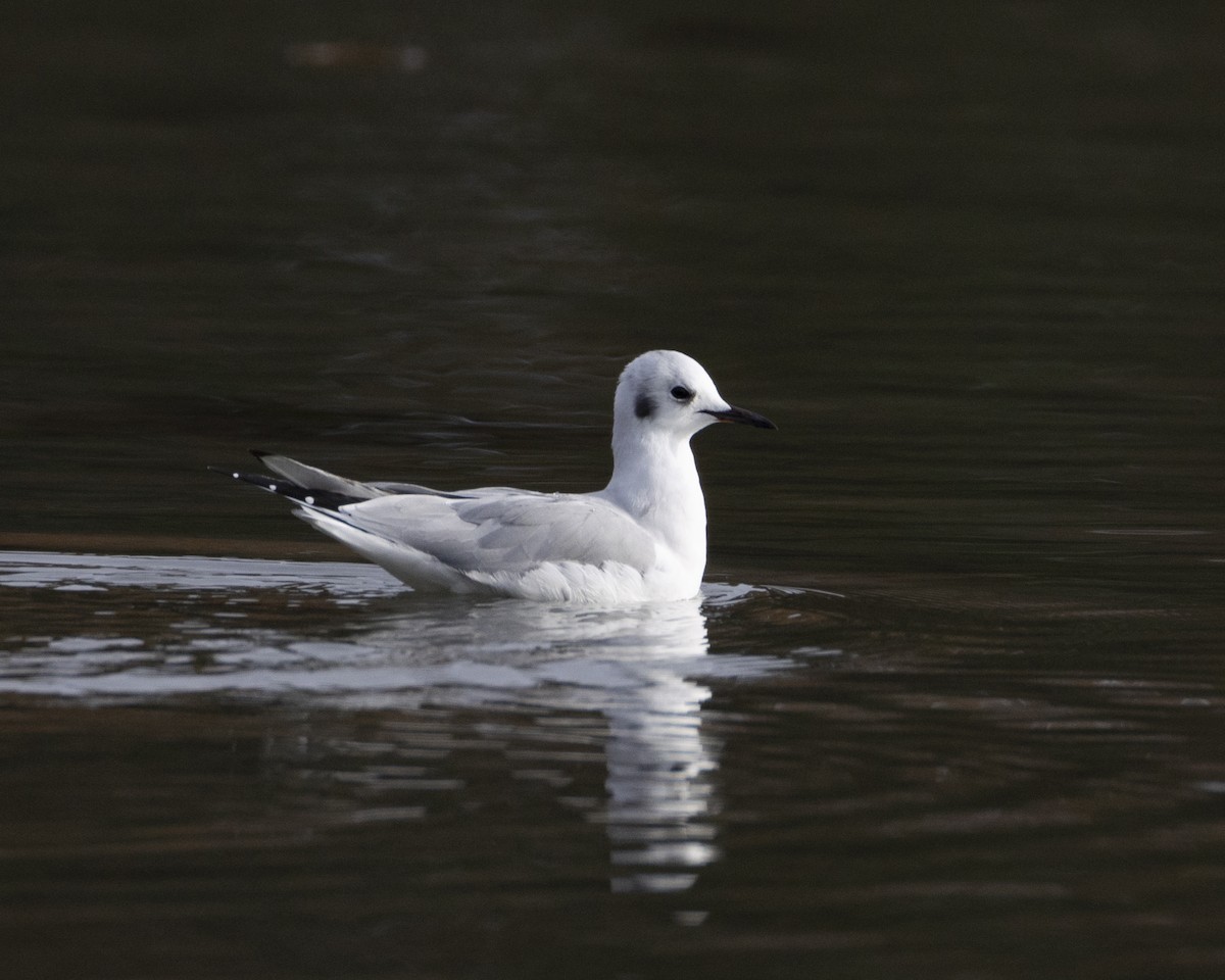 Bonaparte's Gull - ML644830532