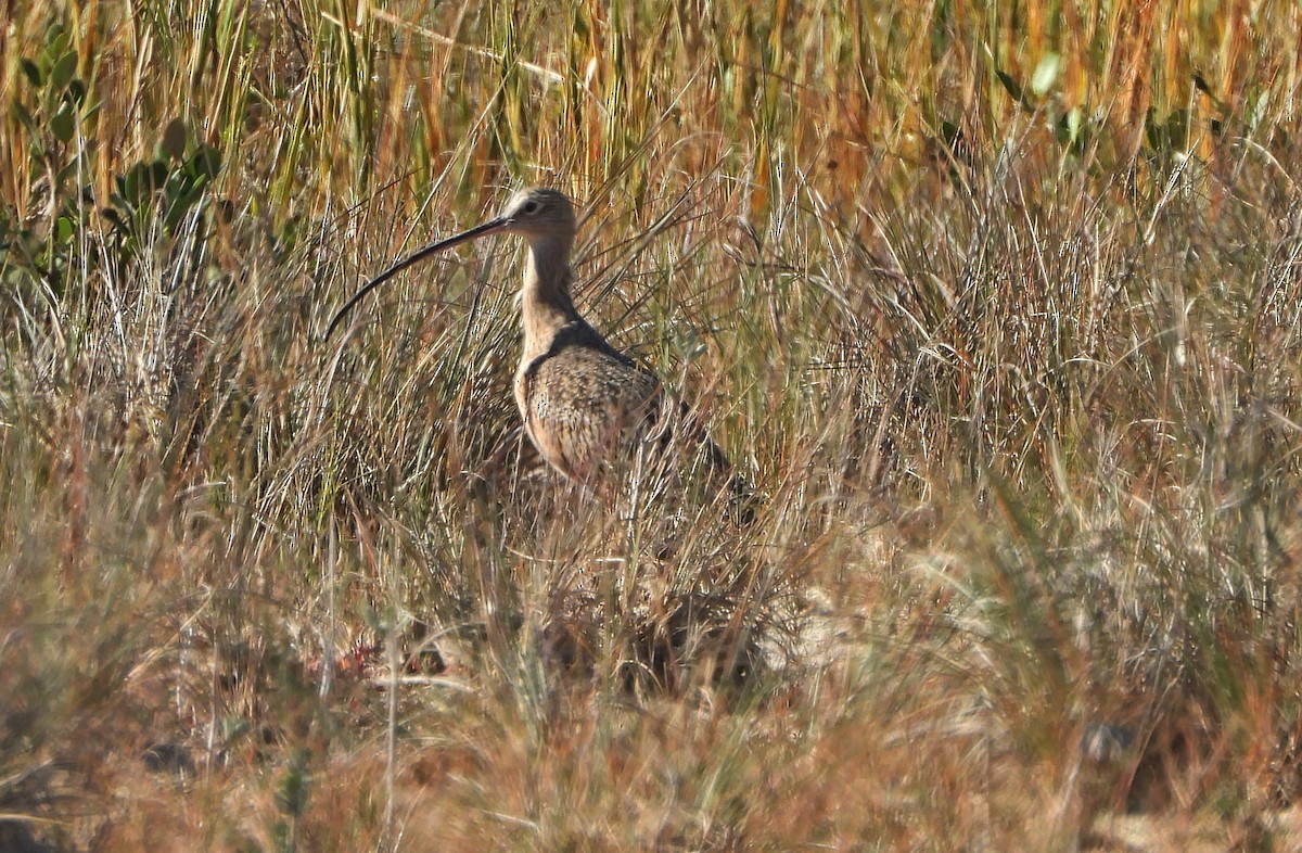 Long-billed Curlew - ML644830546