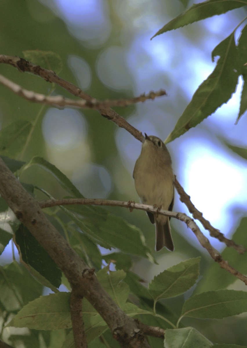 Ruby-crowned Kinglet - ML644830553