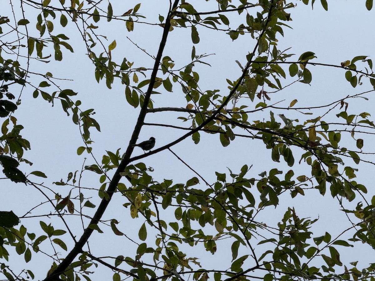 Amerika Baştankarası - ML644830573