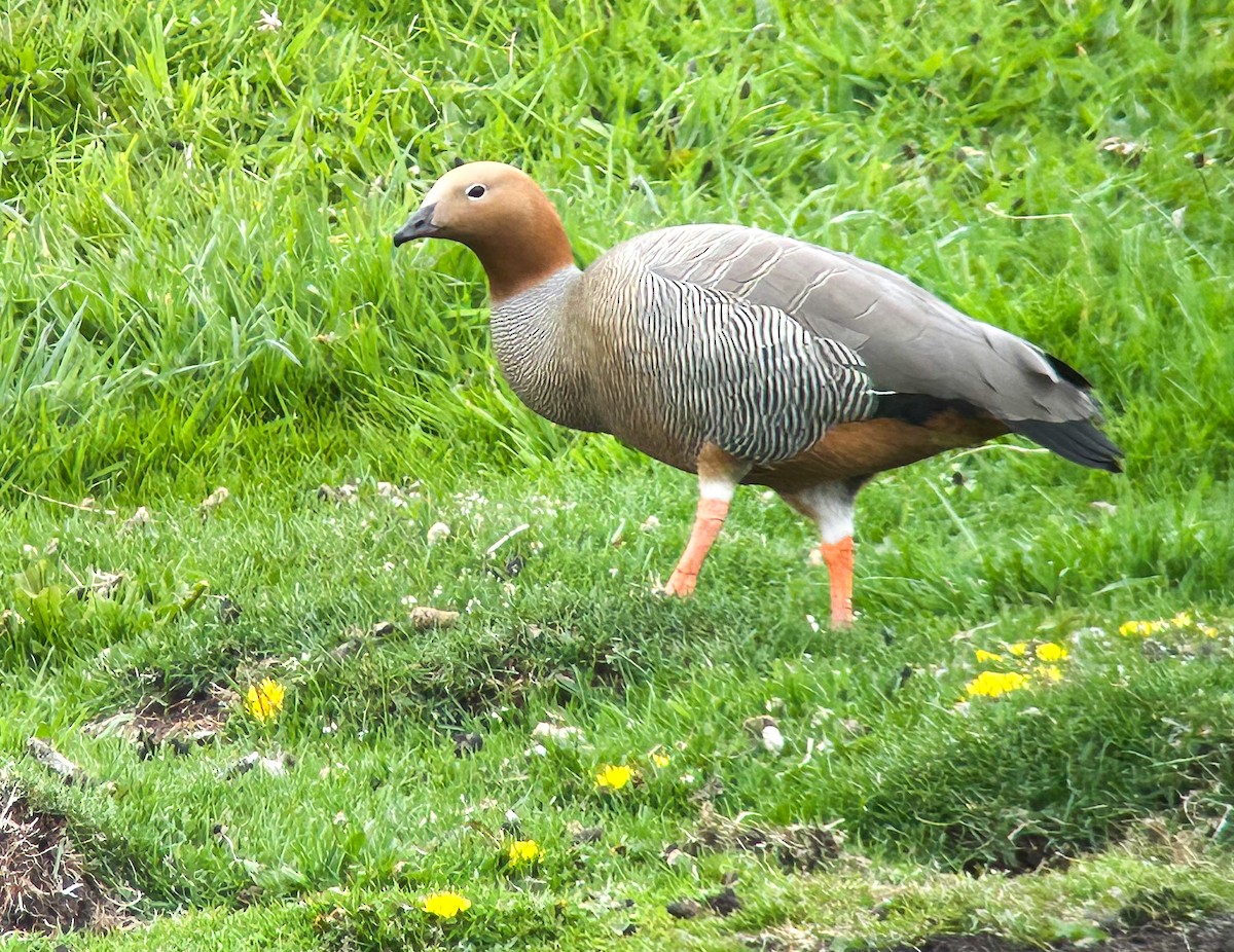 Ruddy-headed Goose - ML644830575