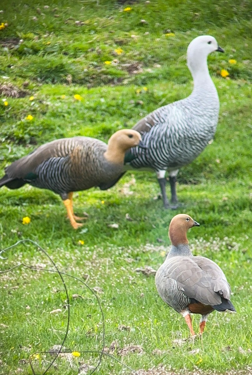 Ruddy-headed Goose - ML644830576