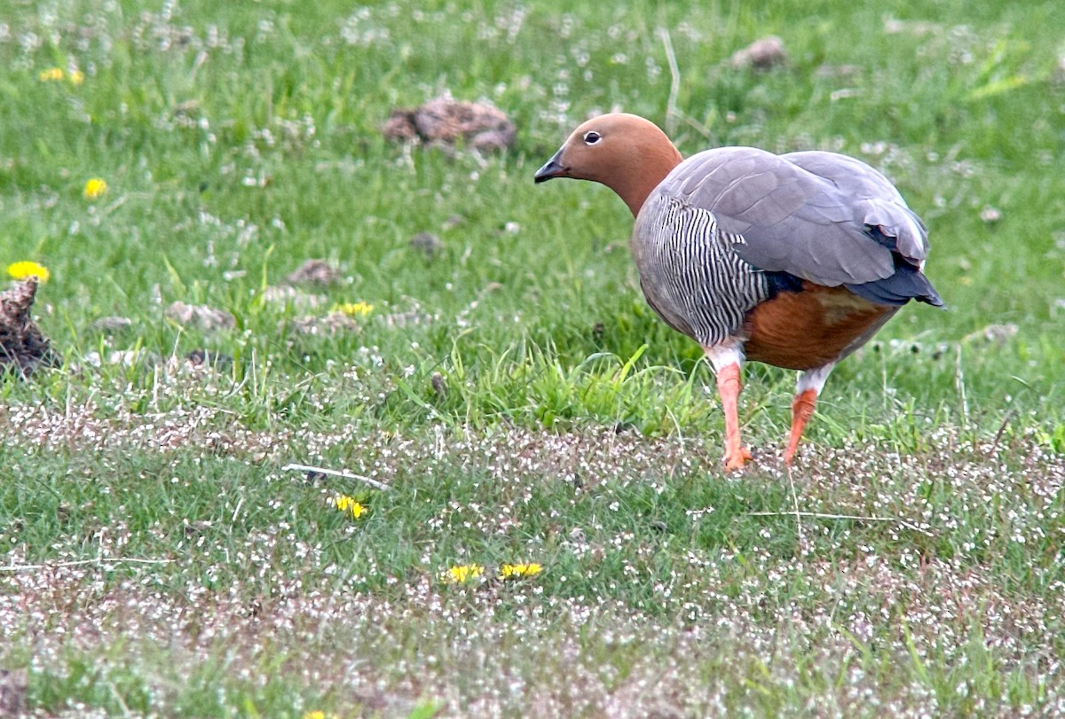 Ruddy-headed Goose - ML644830577