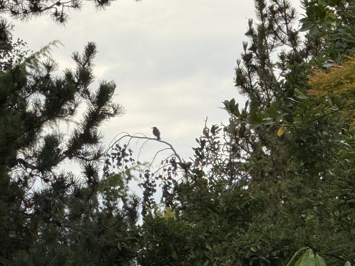 American Crow - ML644830590