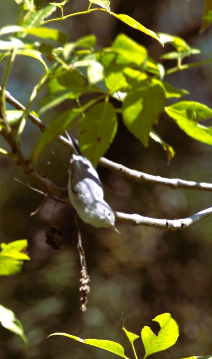 Blue-gray Gnatcatcher - ML644830600
