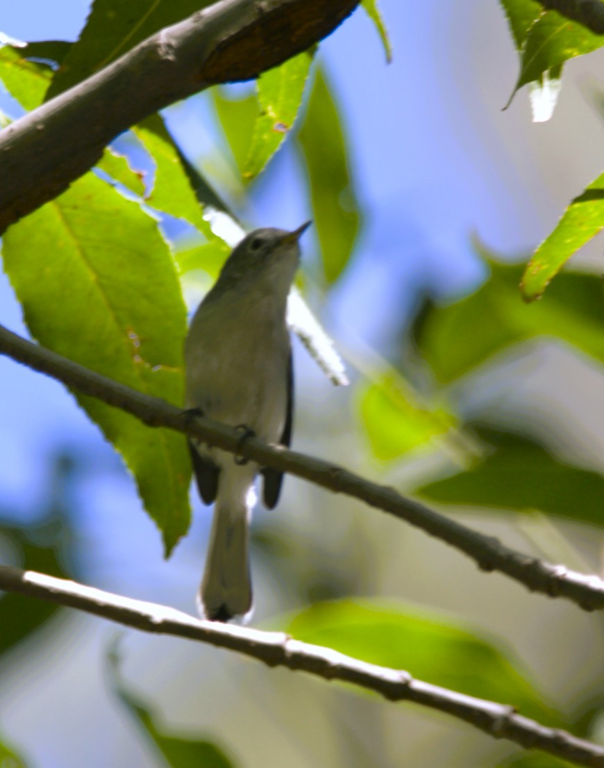 Blue-gray Gnatcatcher - ML644830601